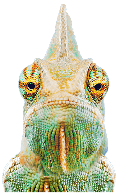 the seo lizard